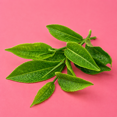Green Tea Extract (Catechins)