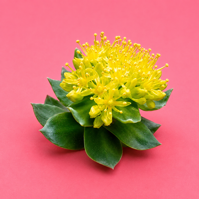 Rhodiola Rosea Extract